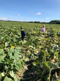 My grandchildren in the pumpkin patch - Montreal