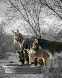 Donkeys ♥