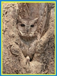 Indian Scops Owl (Otus bakkamoena)