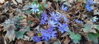 2025/04/18 hepatica?