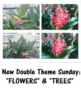 New Double Theme Sunday:  "FLOWERS" & "TREES"  Enjoy