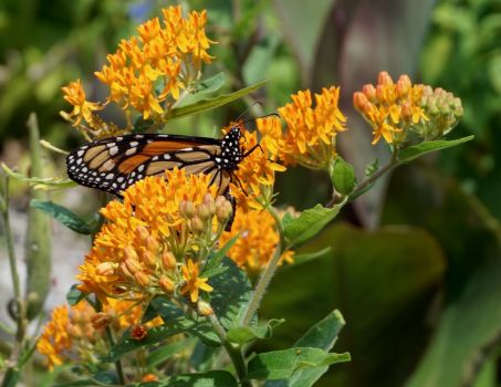 A Monarch Butterfly, on a Butterfly Milkweed . .