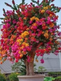 Multicolour Bougainvillea Tree