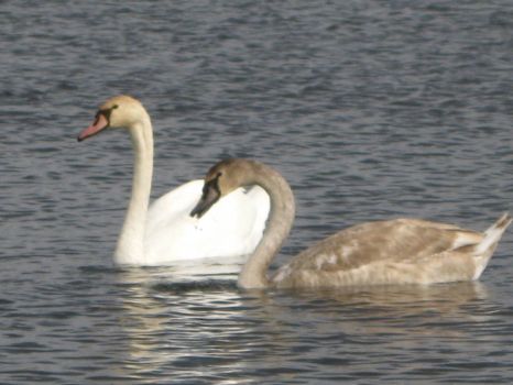 Swan's on Whitmore Lake