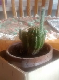 Finger cactus