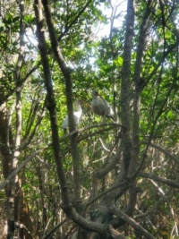 Birds in the mangroves, Jonathon Dickinson State Park, Florida