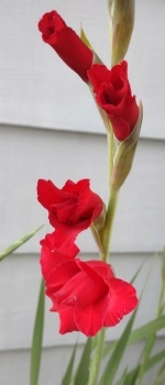 My Gladiolas