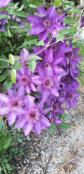 Passionate in Purple