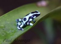Black and Green Poison Dart Frog