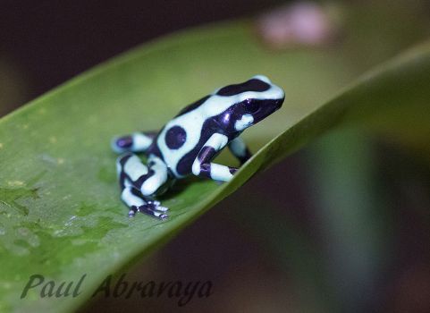 Black and Green Poison Dart Frog