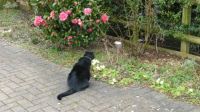 Sophie - sniffing the primroses...