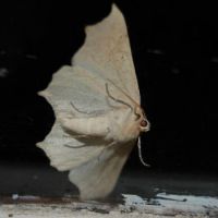 Bearpaw moth
