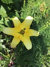 Yellow lily