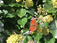 in my garden