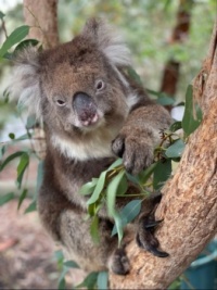 Koala 🐻