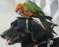 hond met papagaai
