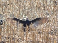 Turkey Vulture giving a warning.