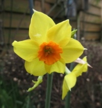 Multiple headed Daffodil in the back garden....