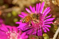 Bee and flowers