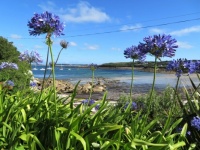 Agapanthus, St Mary's, Isles of Scilly, Cornwall