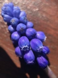 blauw druifje / little bulb