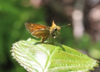 Large Skipper - Ochlodes sylvanus (Groot Dikkopje)