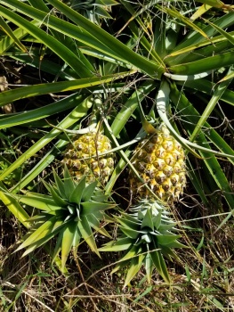 yellow pineapple