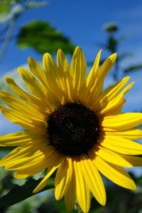 Sunny Sunflower