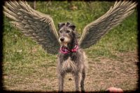 Maisey earned her wings