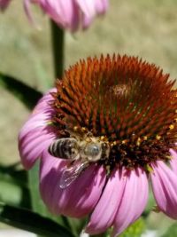 Echinacea and Bee