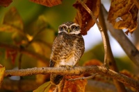 owl