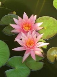 Waterlilies from my pond