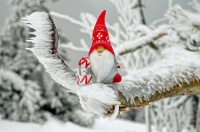 Tomte or Santa on a Branch