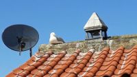 Seagull