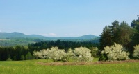 Apple Trees in Bloom
