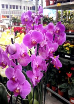 orchideje 1.