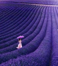Lavender