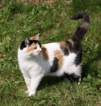 Susi