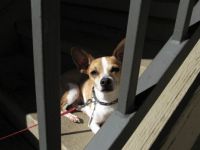 chihuahua