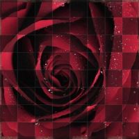 Checkered rose