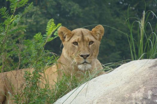 Lioness at Ree Park