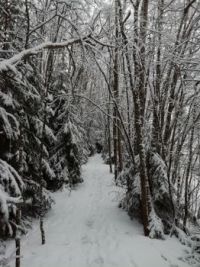 Snowy Forest
