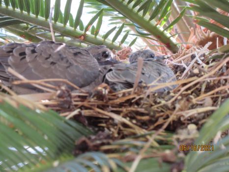 Finally hatched! Our baby doves!!!