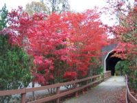 Covered Bridge with Red Tree