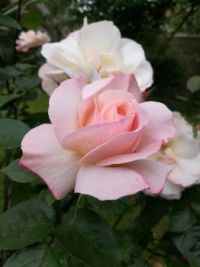 Such delicate beauty