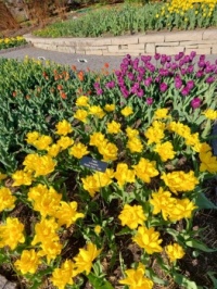 Tulips