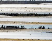A deer convention!