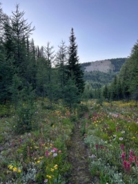 Mid day hike near Banff Alberta.