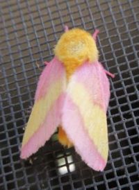 rosy maple moth