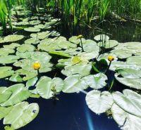 Angelo's Lilly pads